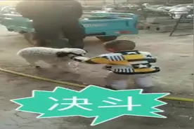哈哈，小朋友和小羊决斗~给小羊的的勇气点赞！图片