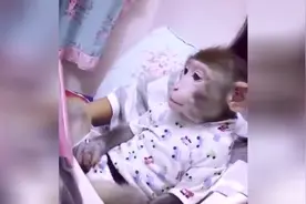 猴子看西游记，当看到孙悟空出场的时候，猴子的反应亮了视频封面