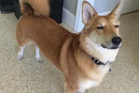 11张奇葩柯基串串图，全都摆脱不了短腿的命运，太有喜感了！图片