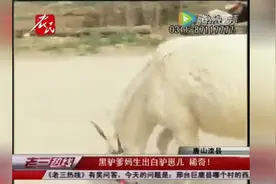 稀奇！ 农户家黑驴爹妈生出白驴崽儿