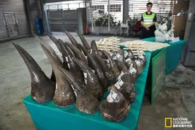 重磅炸弹：斯威士兰提议犀牛角贸易合法化图片