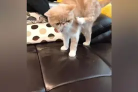 往猫的腿上贴一块胶布，会有很有趣的事情发生，这是为什么呢视频封面