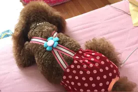 狗狗生理期怎么回和人的注意事项一样呢图片