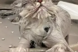 宠物洗澡前后，大写的生无可恋图片