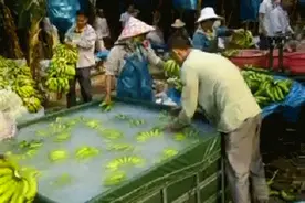 蒜薹泡药水？骚瑞，香蕉也泡过，你吃么？图片