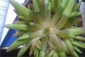 这个夏天你家肉肉还在化水吗？图片