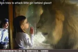 小女孩隔着玻璃给狮子献上深情一吻，结果狮王的反应把她吓得尖叫图片