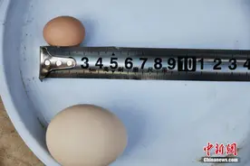 江西铅山现“迷你鸡蛋” 仅1元硬币大小图片