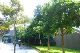 近期出门小心路边这些小虫！被侵袭后果很严重图片