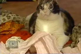 大火中这只猫几乎被烧焦也要冲进火海，而它死也要冲的原因太伟大图片