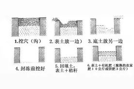 梨树 这样栽培管理更省力图片