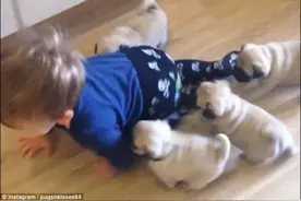 学步男童与四只狗崽玩追击羡煞狗妈妈图片