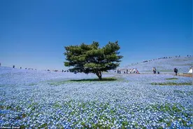 日本摄影师拍摄蓝色花海 与天空交融仿佛幻境（组图)图片
