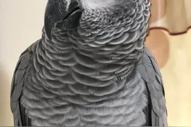 养了5年的鹦鹉丢了 主人愿万元重金寻它回家图片
