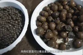 陶粒较陶碳球孔隙多，透气性好、吸水性好，养花你知道怎样用吗？