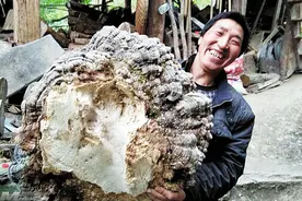 开眼界！直径72公分特大野生灵芝惊现平武虎牙图片