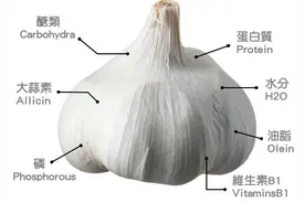 知道吗你？锦鲤吃了大蒜，身体倍棒，吃嘛嘛香，且无副作用！图片