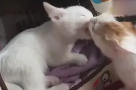 前方高能，两只猫咪kiss，猫咪也能玩浪漫！