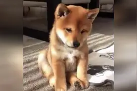 一只有心事的小柴犬，感觉好委屈，看崩溃了