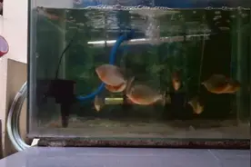 把一只蛙放进食人鱼鱼缸中，被食人鱼发现后，凶残一幕发生了！图片