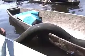 男子捕到一条大电鳗，根本不敢用手去碰，这么大的电鳗还第一次见图片