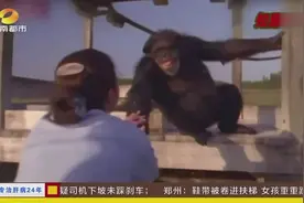 美国：黑猩猩认出25年前救命恩人 咧嘴微笑张臂索抱视频封面
