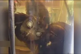 用猫头鹰泡酒有“神奇功效”，网友：吓死宝宝了视频封面