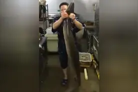 有生以来看到最大的一条泥鳅，是真的吗？图片