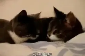 两傻萌貓咪聊天(惡搞配音版)中文字幕，网友纷纷表示已笑趴..图片