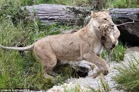 母爱无界限，母狮带幼狮涉险过河，场面温馨感人图片