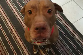 比特犬怕死了家里的猫，走路都蹑手蹑脚一步三回头生怕吵到了猫图片