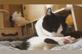 为什么小猫特别爱干净，总算知道原因了