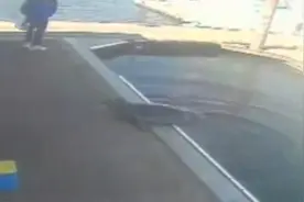这只海豹经常爬上岸来找东西吃，原来岸上有免费的午餐在等着它图片