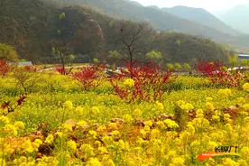 长城拍客第三十四期：金色花海 醉美春天图片