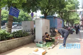 要买蔬菜秧苗吗？邵阳南门口有卖！图片