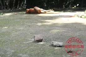 动物园袋鼠被游客砸死：根源是不守规矩的成本实在太低图片
