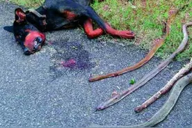 人类最忠诚的英雄！狗狗与四条眼镜蛇激战 成功阻止它们伤害家人图片