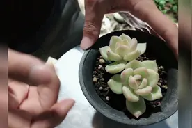 香槟多肉养成记，这几点你get到了吗？视频封面