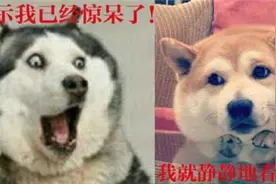 来感受一下doge的表情包吧！图片