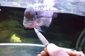 难怪现在养罗汉的越来越多了，这体形，这游姿太可爱了视频封面