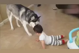 哈士奇帮主人看孩子，眉毛就这样皱了一天了，好委屈的样子！