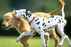 宠物狗狗驯养法则—了解篇图片