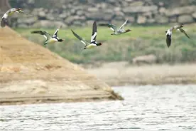 留住乡愁：荆州建设江汉平原乡村振兴示范区观察图片