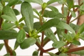 马齿菜，城里人专门到农村去挖，原来是因为这个图片