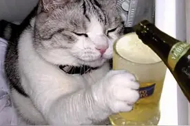 那些“酒鬼”猫咪们图片