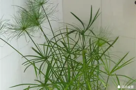 涨知识，很多人都不知道，草席竟然是水竹做的图片