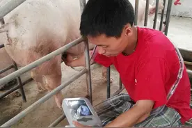 技术图文教你使用B超，再也不用担心不会给母猪做妊检了图片