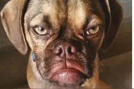 为了“狗皮膏药”这个成语，有一只狗狗搭上了性命！图片