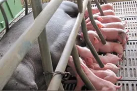 初乳对仔猪有多重要图片