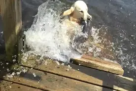 天一热就管不住家里的狗了，整天往河里跑，居然还敢带鱼回来图片